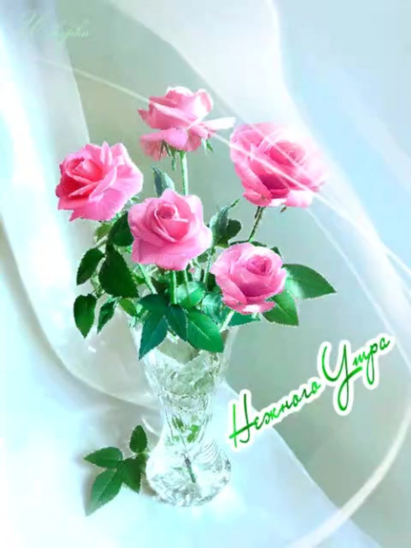 Доброе утро цветы красивые розы