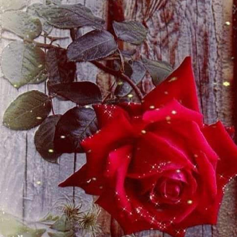Живые красные розы на окне