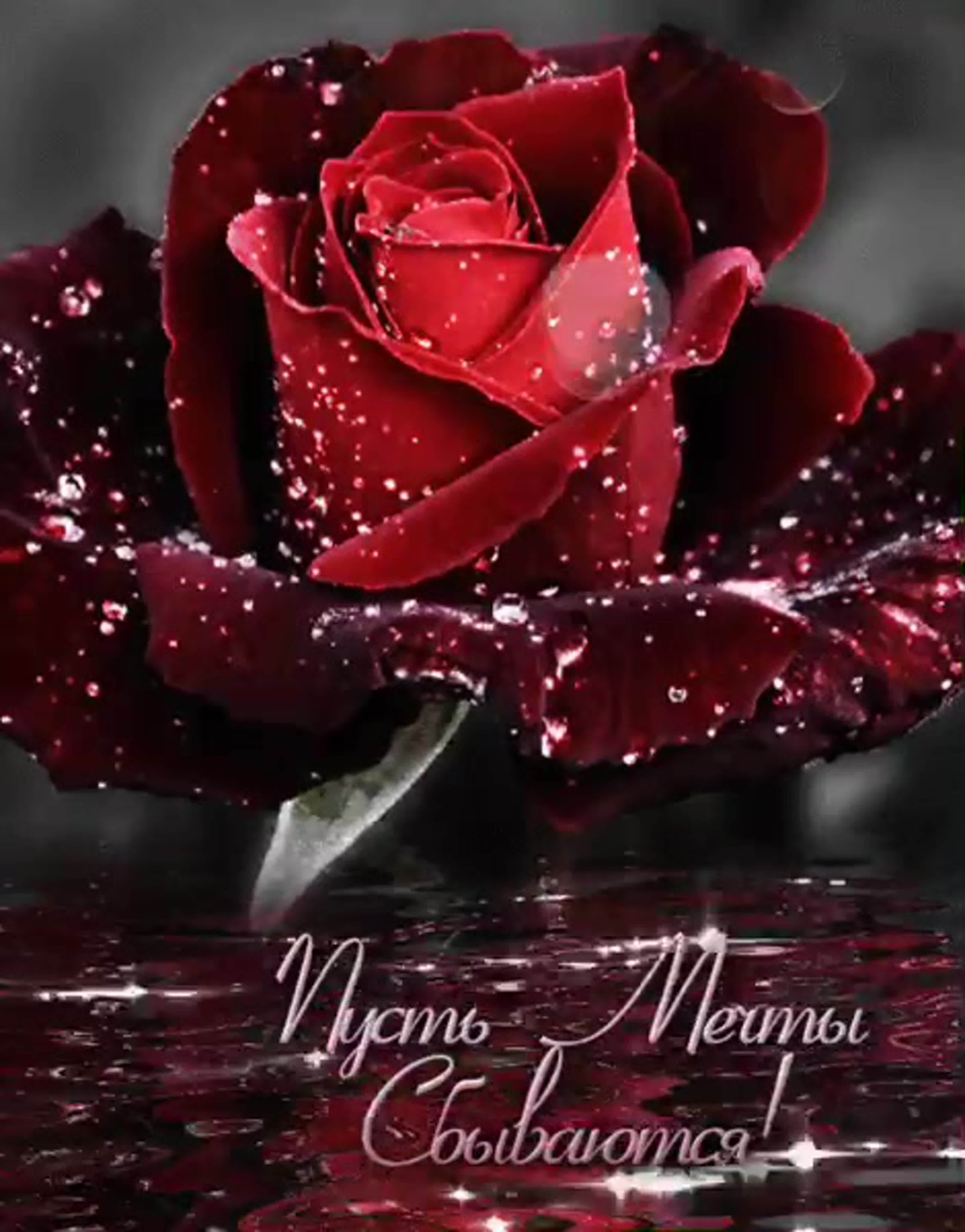 Мерцающие розы с днем рождения женщине красивые. С днём рождения женщине. Живые бордовые розы. Мерцающие розы. Открытки с розами.