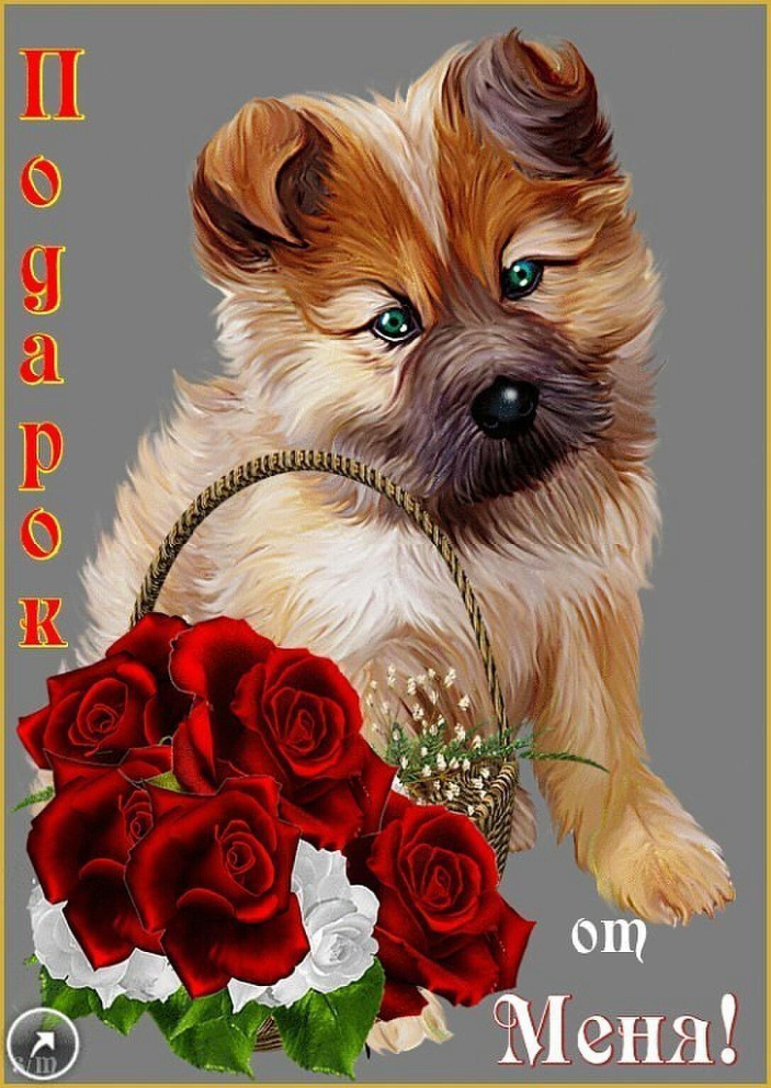 Цветок открытка прикольно. Открытки. Красивые открытки. Открытки с животными красивые. Поздравительные открытки с собаками.