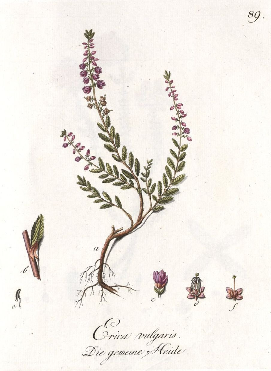 Calluna vulgaris (Ericaceae / Вереск