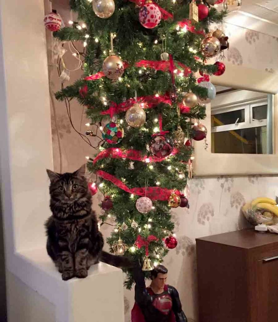 Кот и елка на потолке