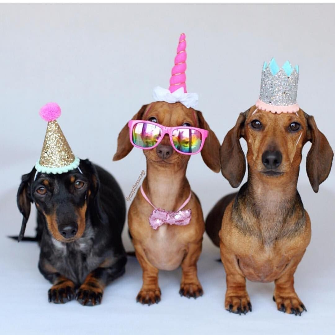 день рождения собаки фото