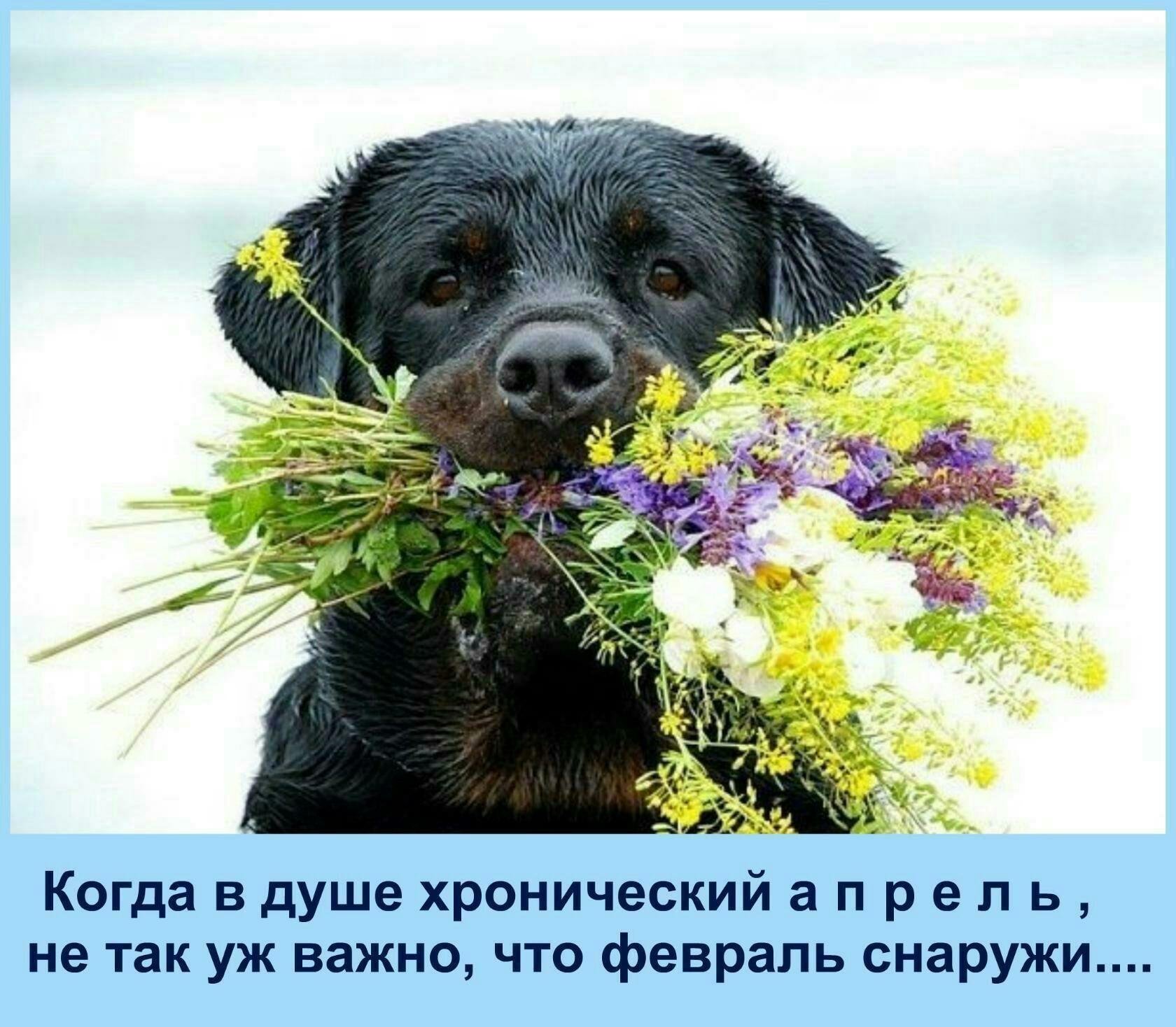 Отличный день стать собакой 3. Лабрадор ротвейлер. Щенок с цветами. Собака с букетом цветов. Собака поздравляет.
