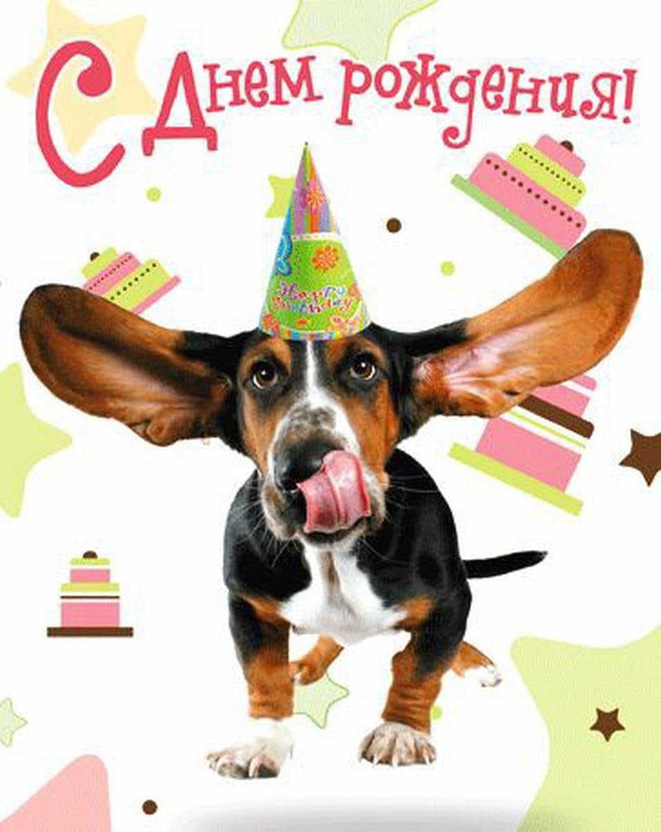 Сообщество поздравления. С днем рождения. День рождения собаки. Смешные открытки с днем рождения. Открытки с днём рождения с собаками.