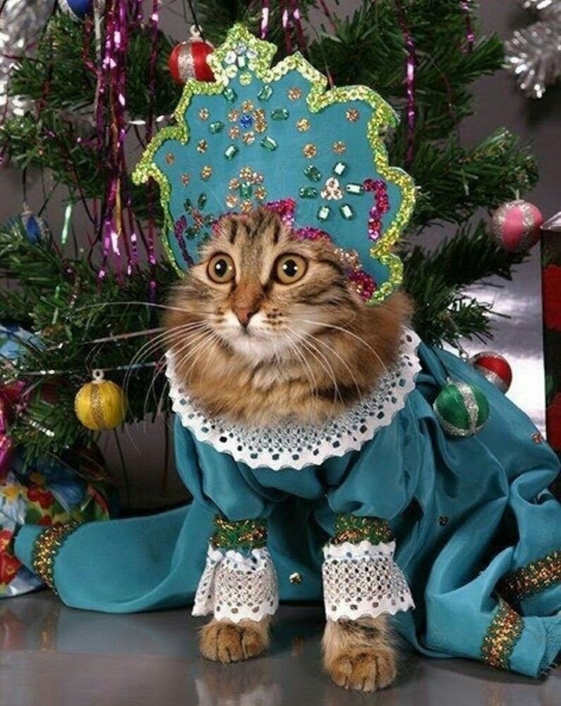 Кот в костюме Снегурочки