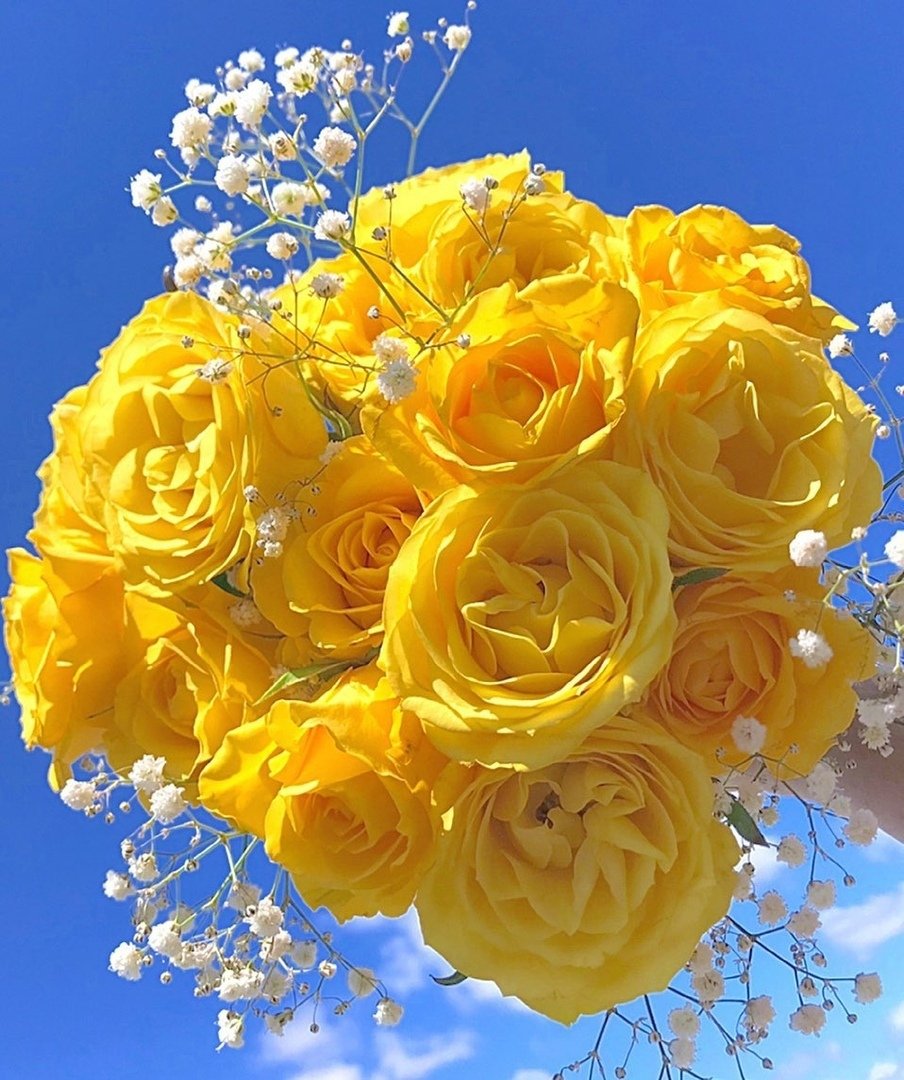 Солнечное утро и желтые розы