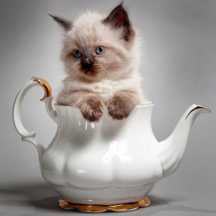 Котенок в чайнике