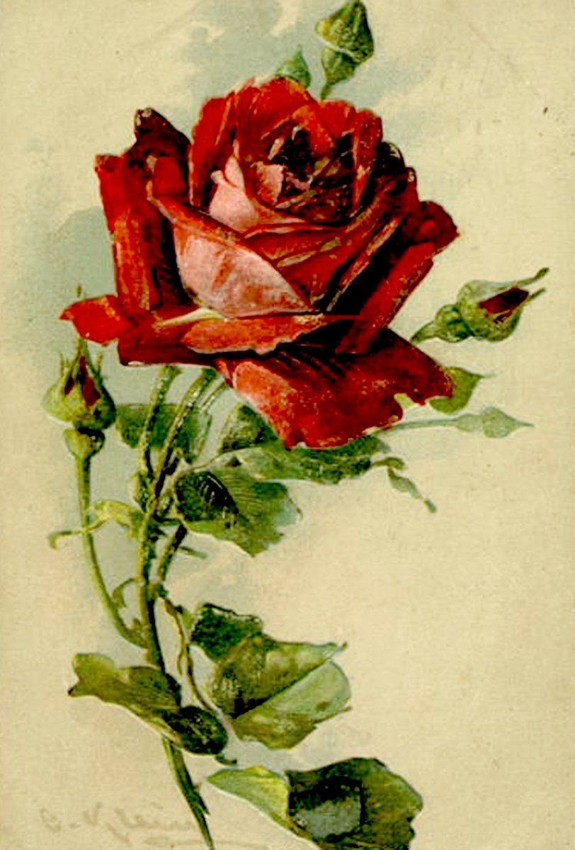 Красные розы Катарина Кляйн