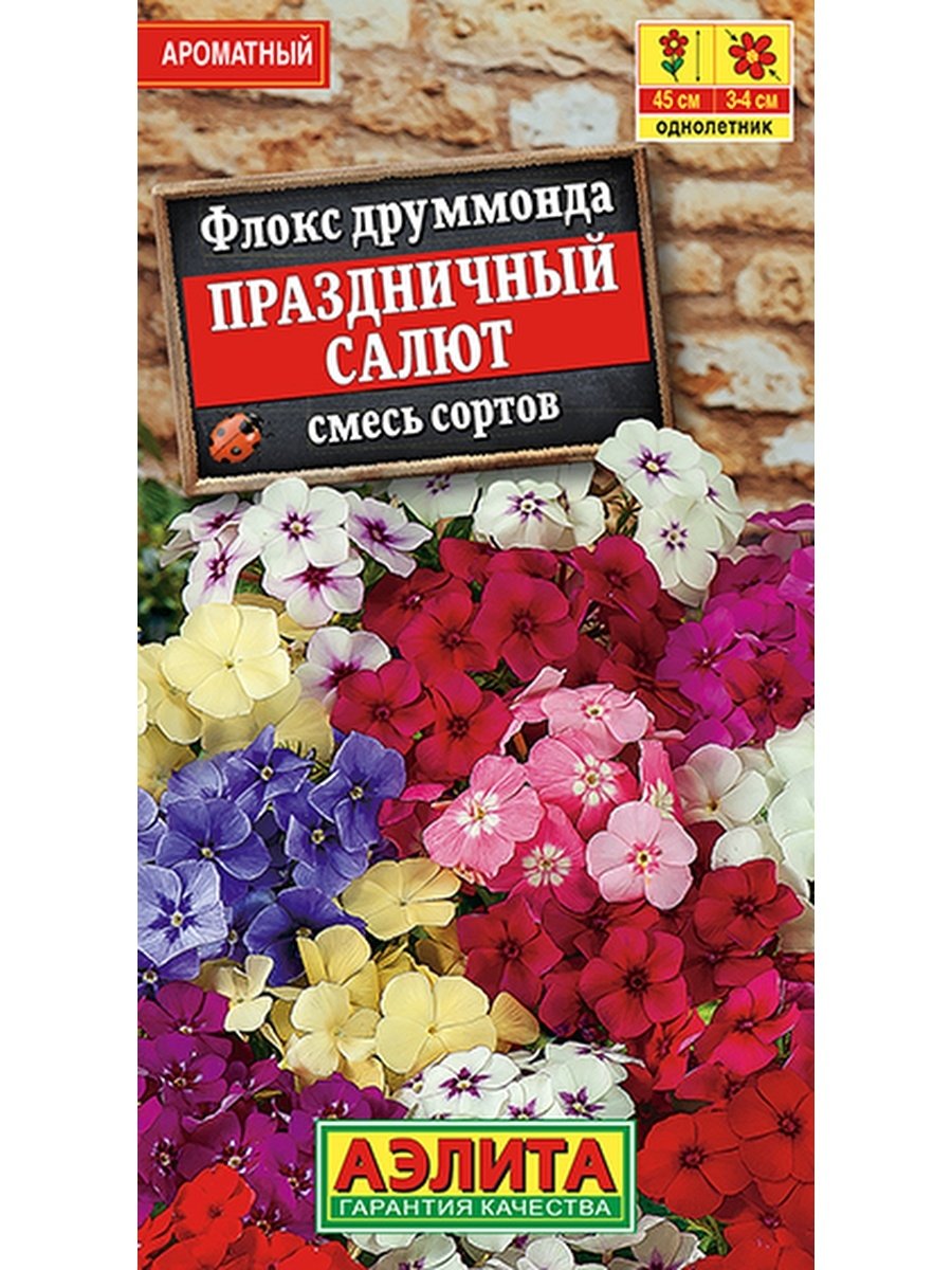 Флокс праздничный салют