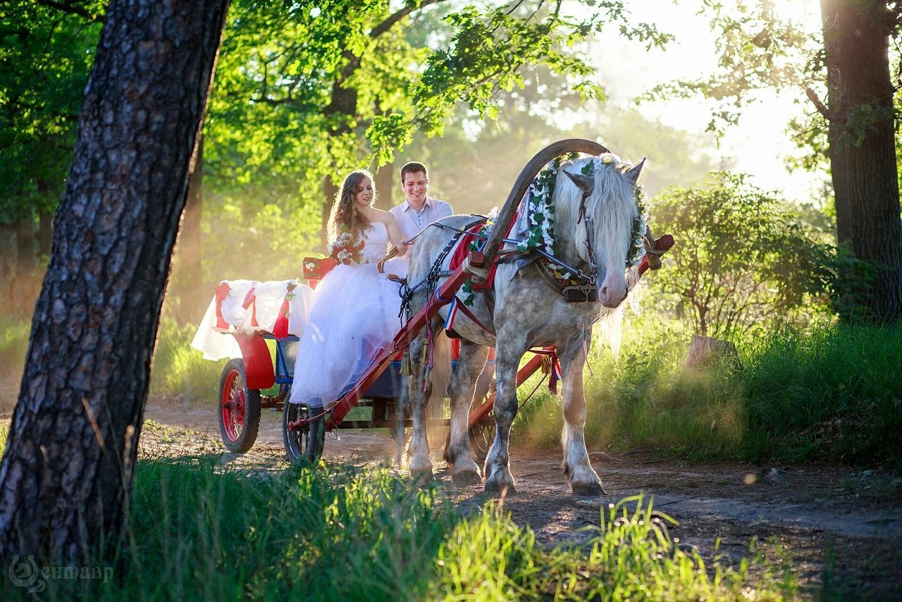 Конь жених. Свадебная фотосессия с лошадьми. Катание на телеге. Лошади в деревне. Свадебная прогулка на лошадях.
