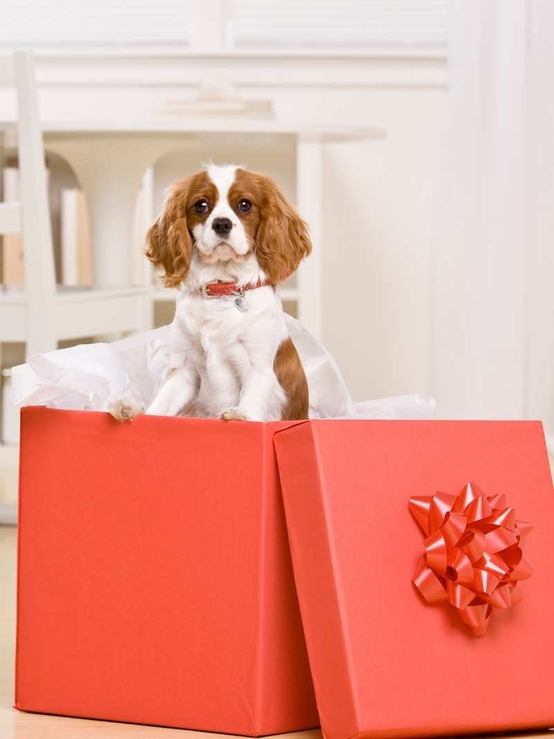 Собака в подарочной коробке