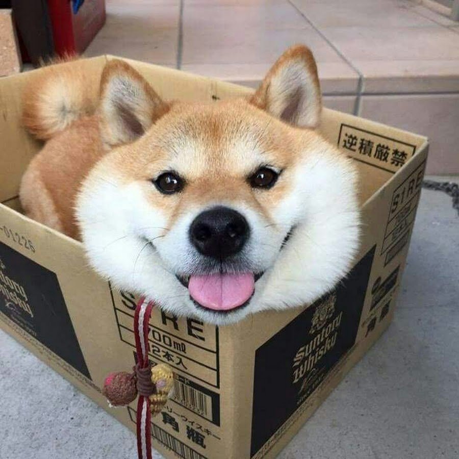 Собака в коробке