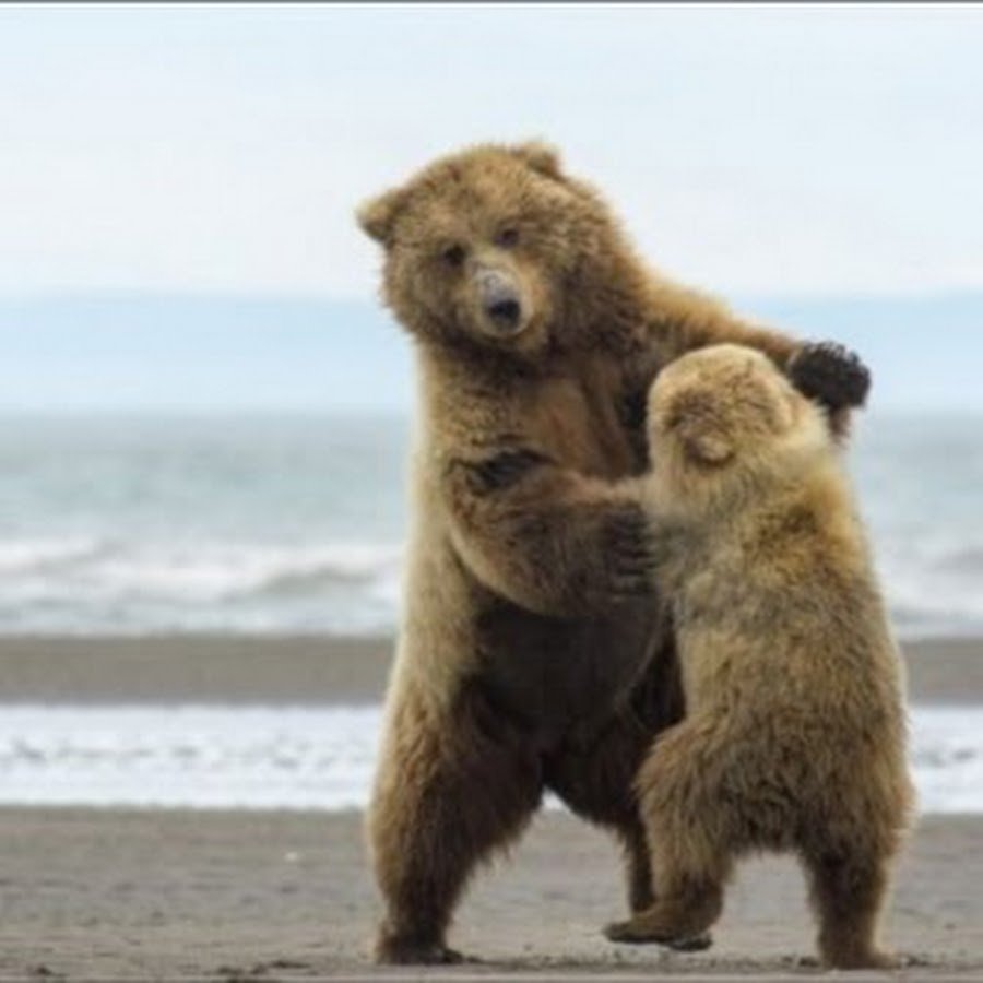 Танцующий Медвежонок