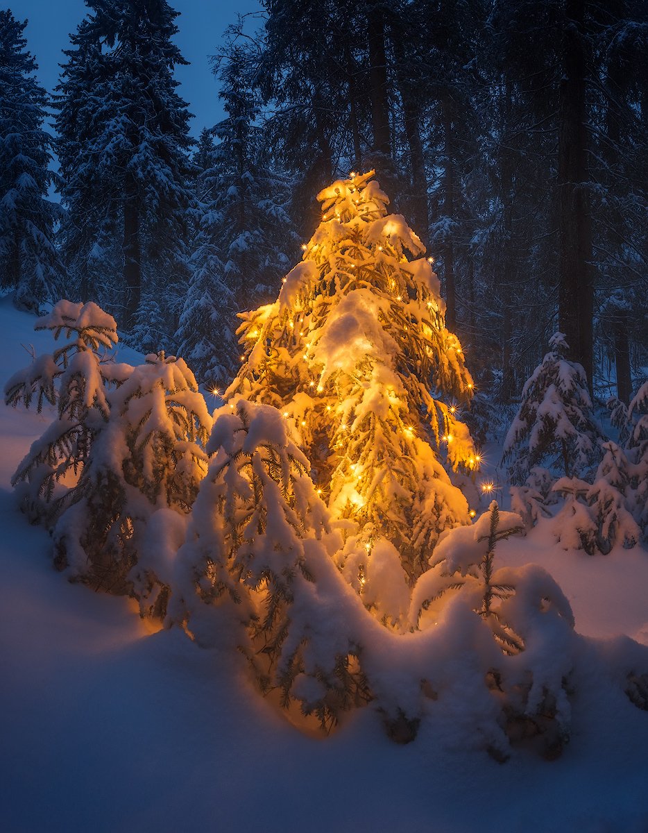 Сказочный зимний лес для детей