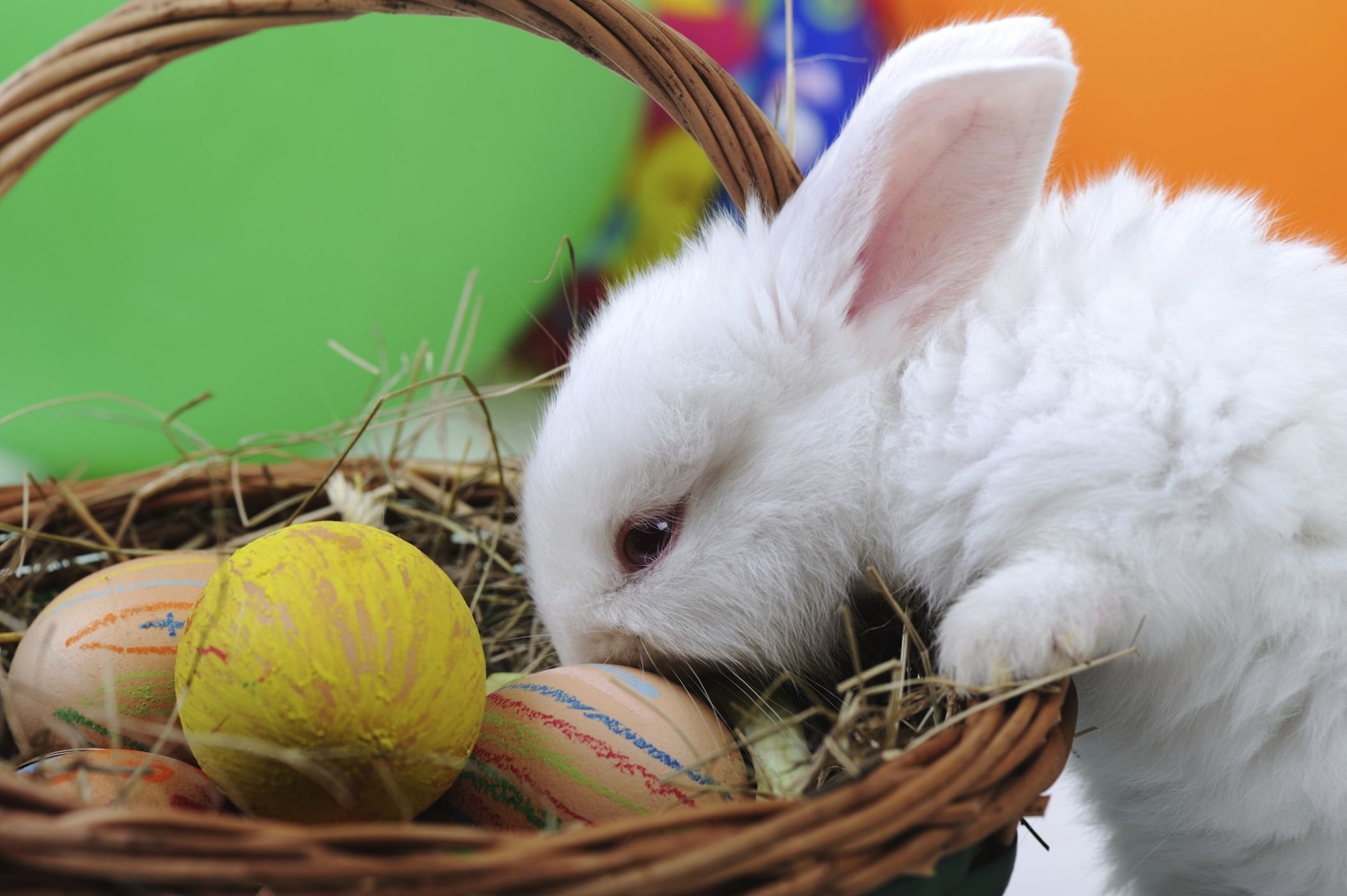 Пасхальный кролик. Пасха кролик. Пасхальный зайчик. Пасхальный кролик с яйцами. Пасхальный кролик фото