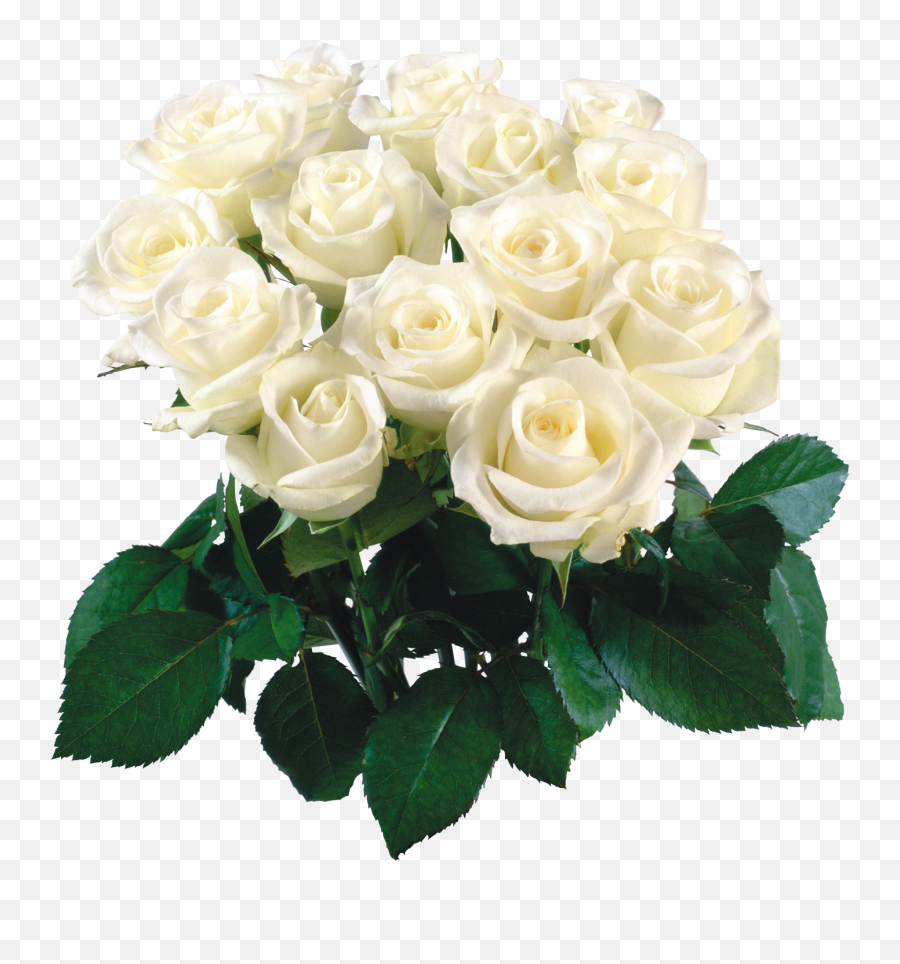 Цветы розы белые букет
