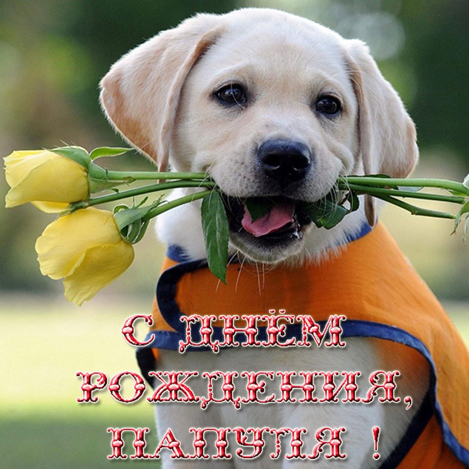 Смешные поздравления