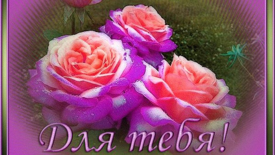 Роза Лариса