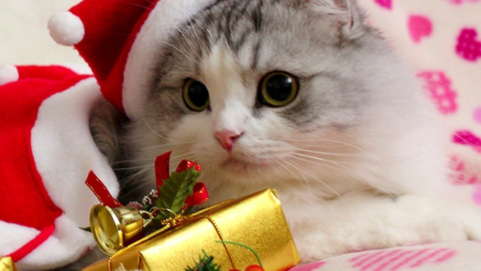 Новогодний котик