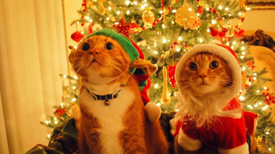 Новогодний кот