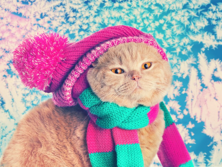 Милые котики в шапочках