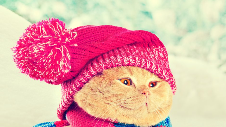 Шапочка котика