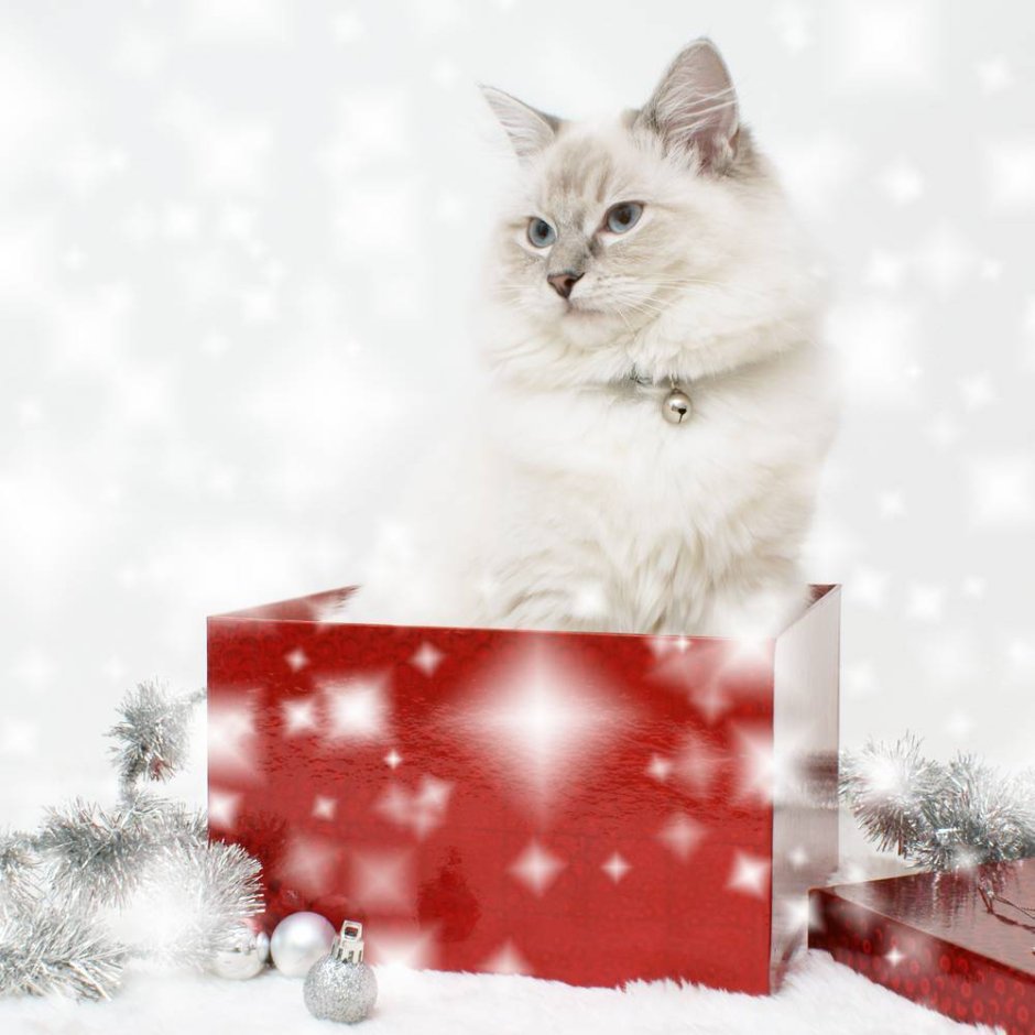 Новогодний фон с котиками