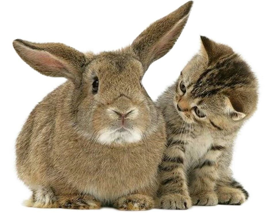 Кролик и кошка