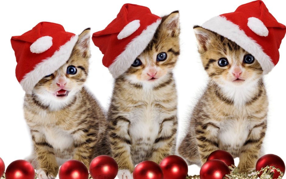 Новогодний котик