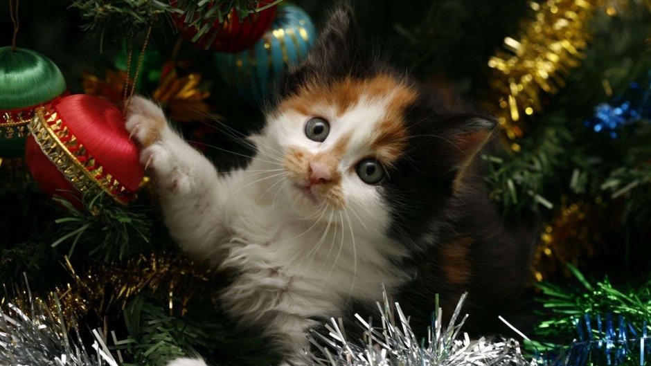 Кот новый год