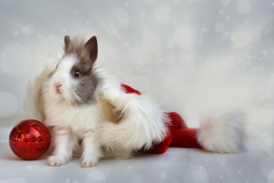 Новогодний заяц