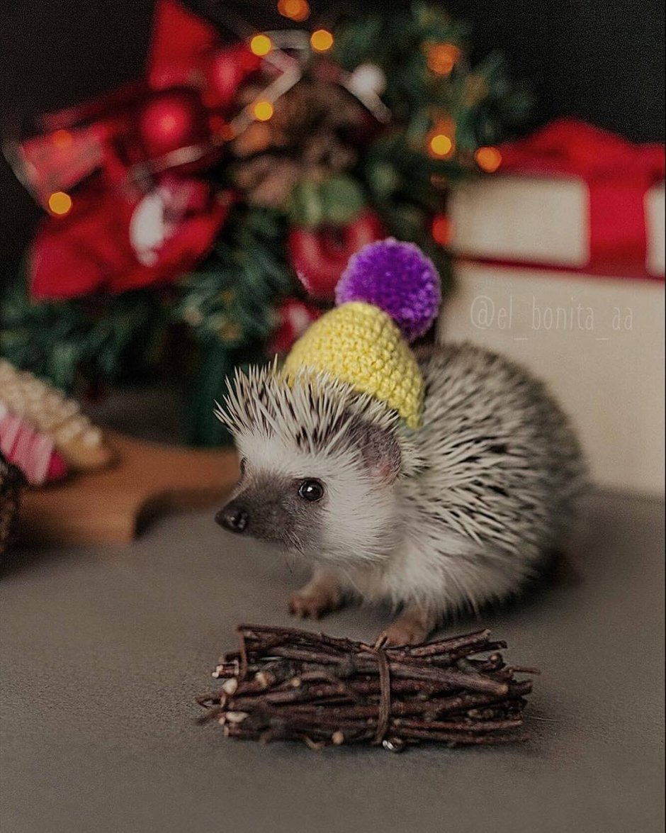 Новогодний Ежик