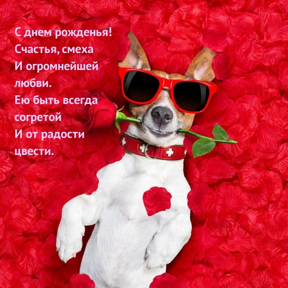 Открытка с днём рождения с Джек Расселом