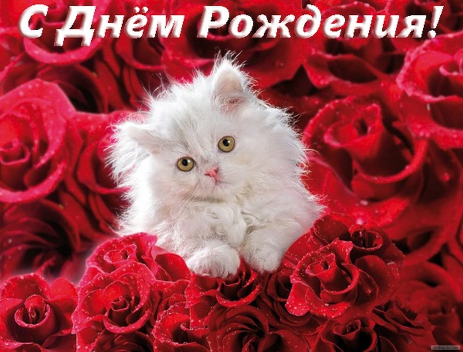 С днем рождения