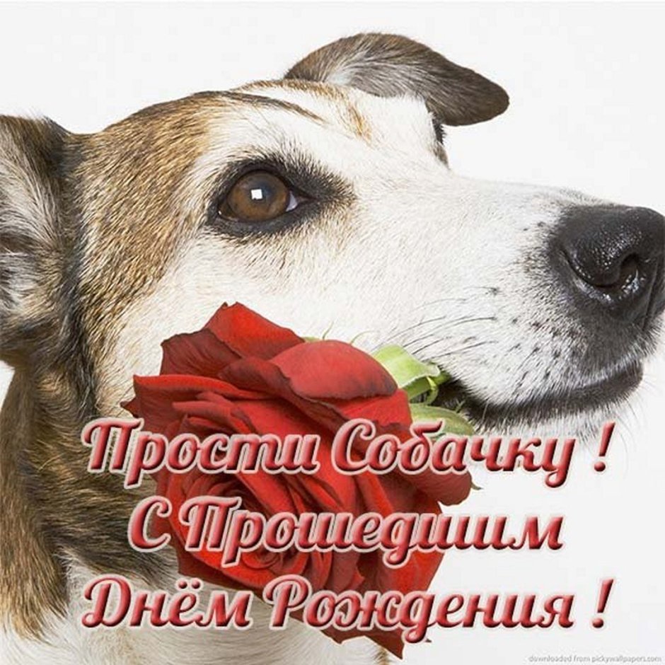 Щенок и розы