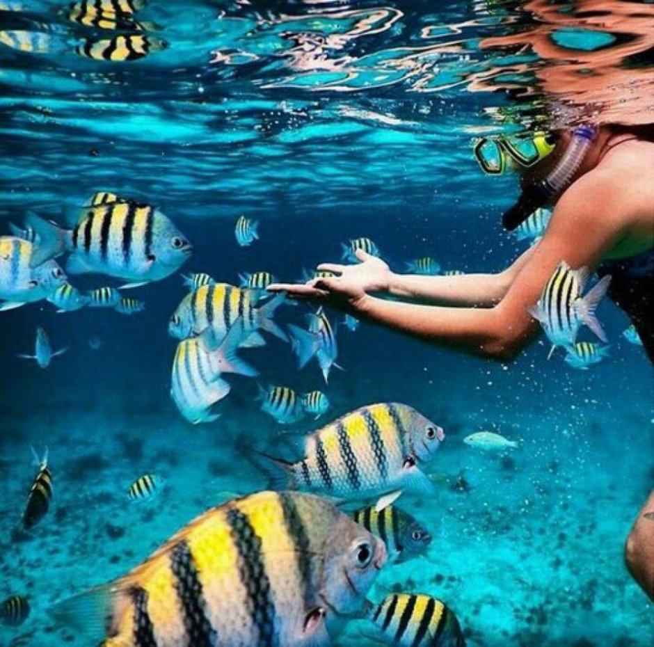 Море Шарм Эль Шейх снорклинг