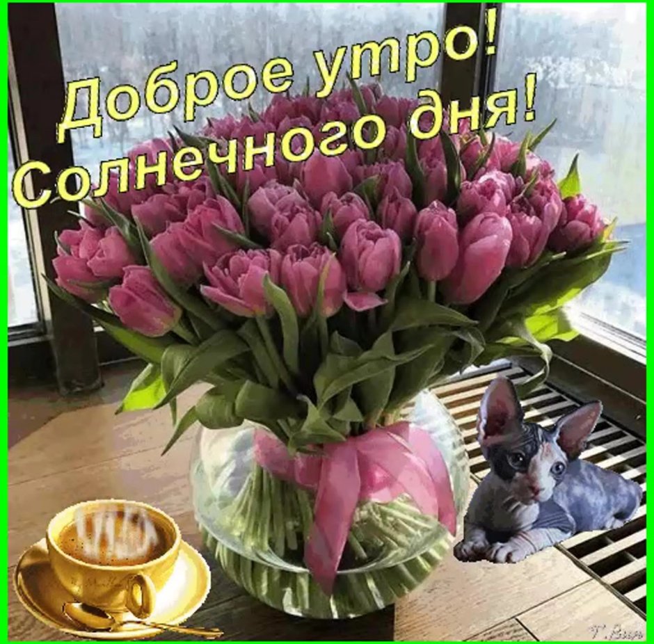 Шикарные тюльпаны с добрыми пожеланиями