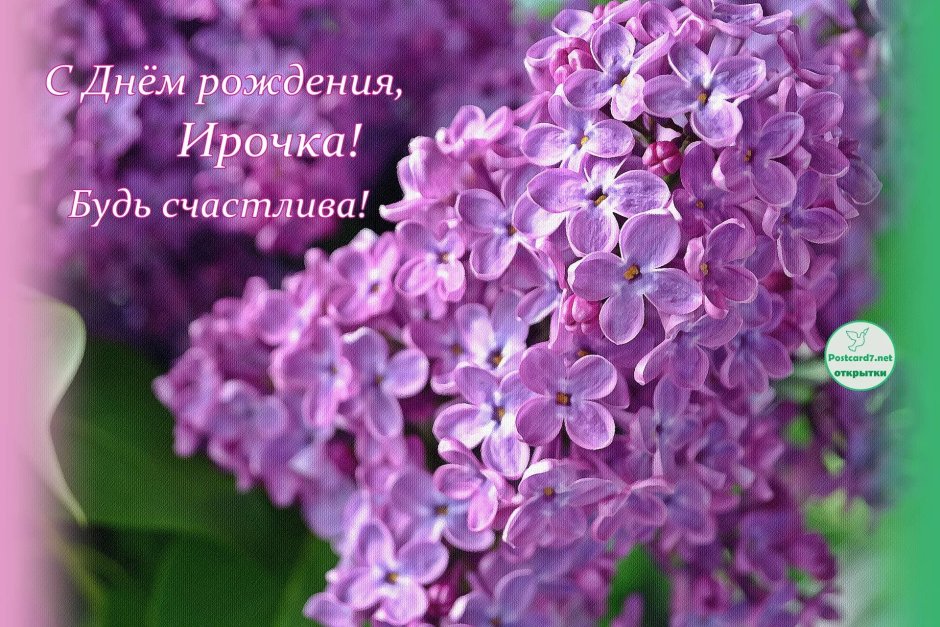 Розовые розы