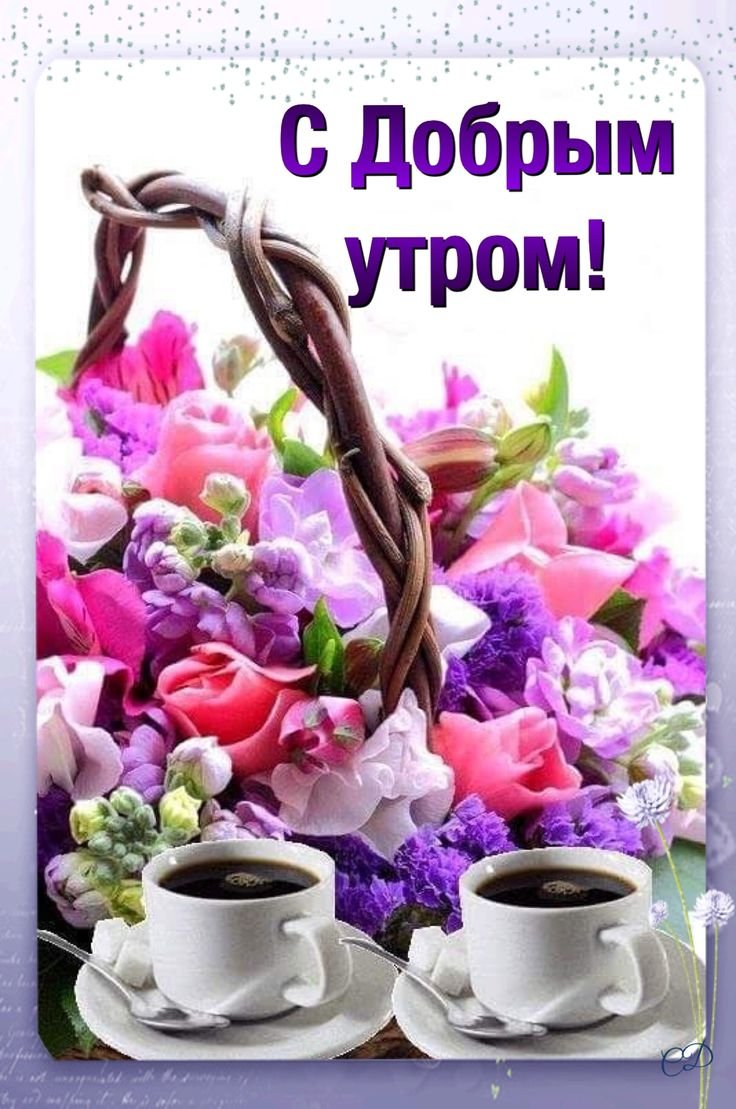Доброго утра и хорошего дня цветы