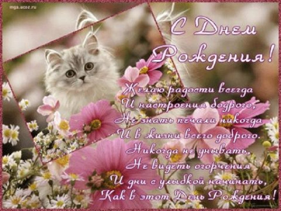 Открытка с днём рождения с котятами
