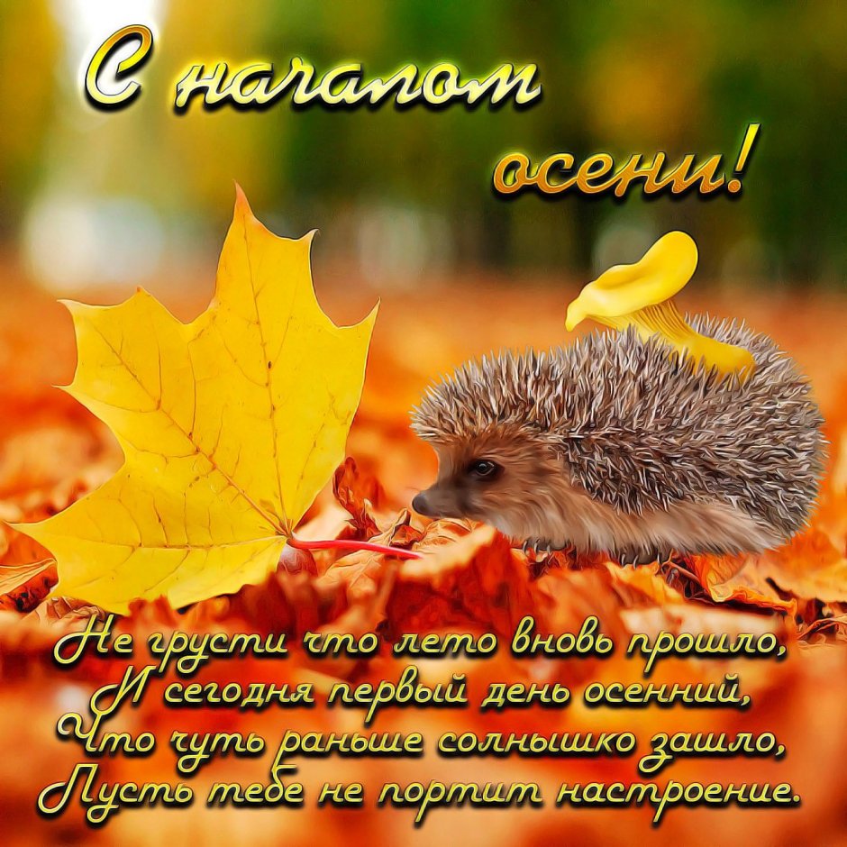 Доброго дня птицы осень
