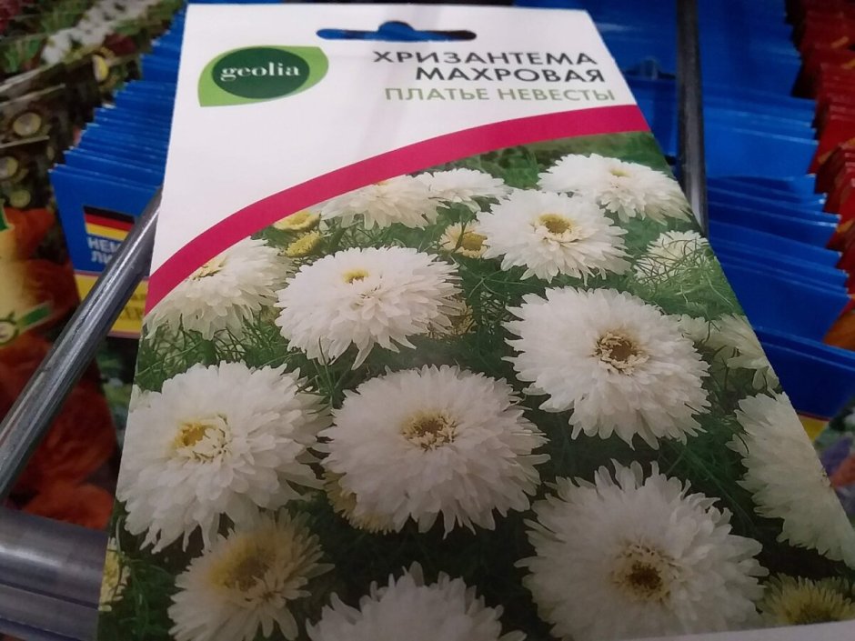 Хризантема непахучая платье невесты