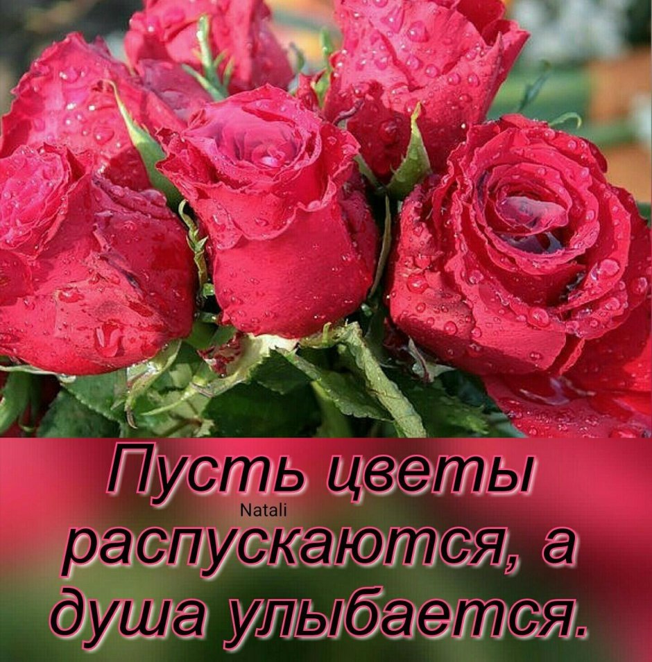 Красные розы на белом фоне