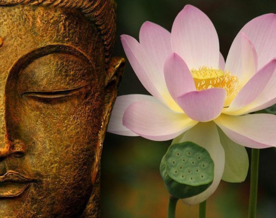 Цветок лотоса буддизм
