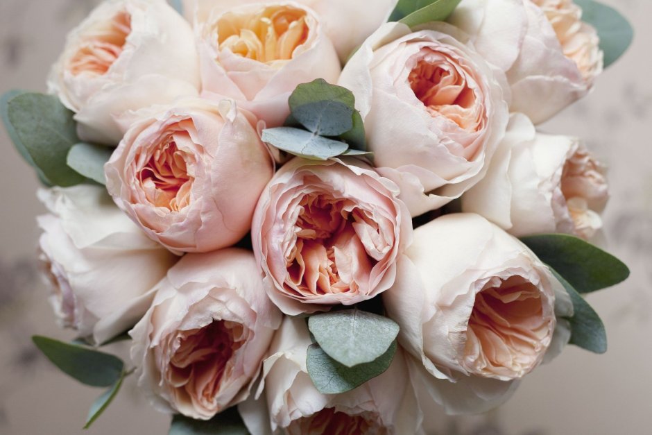 Любовь пионовидные розы