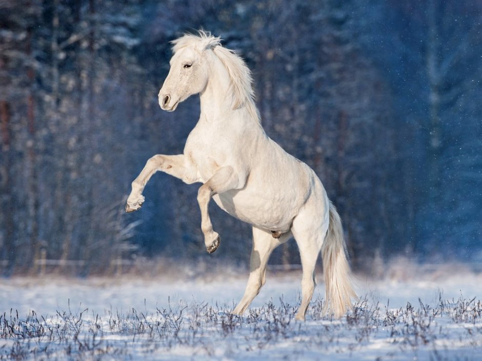 Украшение для живых белых лошадей