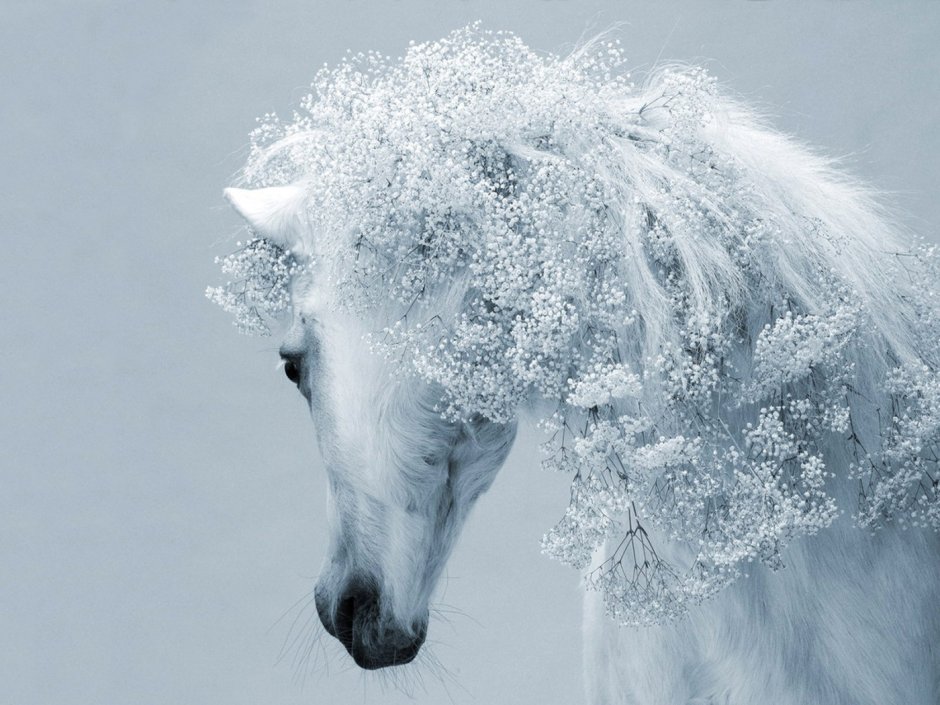 Девушка на лошади зима