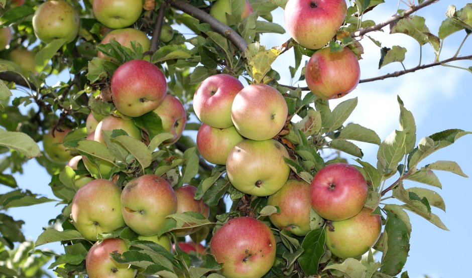Яблоня летняя яблочный спас