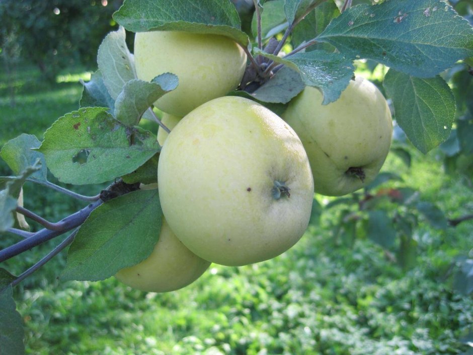 Сорт Славянка яблоня
